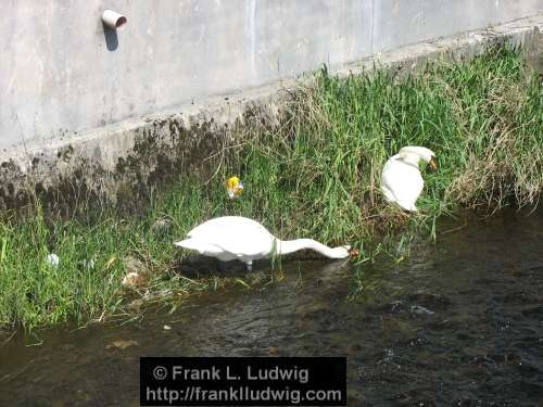 Swans